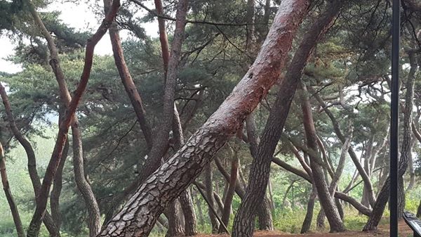 나는 소나무 군락이 좋다