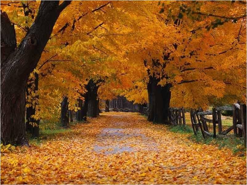 Fall Foliage 5